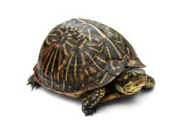 Box Turtle Wikipedia