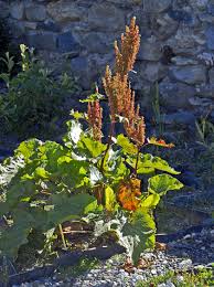 Image result for Rumex