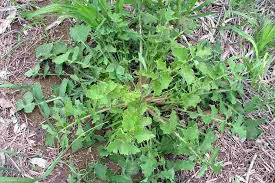 Image result for Sonchus oleraceus