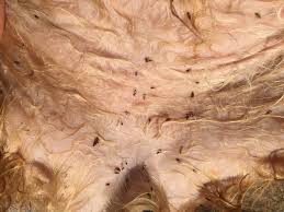 Pin On Fleas Control