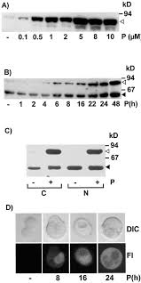 10,788 likes · 114 talking about this · 17,503 were here. Inducible Expression Of A Constitutively Active Mutant Of Mitogen Activated Protein Kinase Kinase 7 Specifically Activates C Jun Nh2 Terminal Protein Kinase Alters Expression Of At Least Nine Genes And Inhibits Cell Proliferation Journal