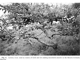 Image result for Commiphora mossambicensis