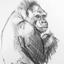 Gorilla In The Light Sketching Sketchbook Sketches Sketch Gorilla Art Gorillaart Artwork Animalkingdom Animals Artwork Gorillas Art Animal Drawings