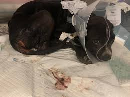 Parvovirus Detected In Local Dogs Mikey S Chance Saying It S Their Worst Season Yet Kndo Nbcrightnow Com