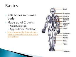 4 links pointing to getbodysmart.com were found. 7 5 P 205 P 206 Bones In Human Body Made Up Of 2 Parts Axial Skeleton Appendicular Skeleton Eletalsystem Skeleton Introduction T Ppt Download