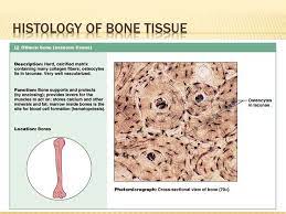 Pin By Justin Taphorn On Connective Tissue Collagen Fibers Collagen Tissue
