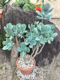 Image result for Kalanchoe glaucescens