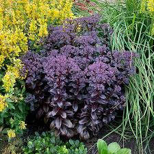 Succulent plants are generally green in sempervivum heuffelii 'notah' is one of the gorgeous purple succulents with coloration of jade sedeveria 'jet beads' has small, pointed leaves with color tones of dark copper, green, burgundy. Sedum Dark Magic Terra Nova Nurseries Inc