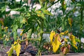 Image result for tomato seedling early blight