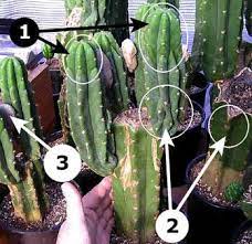 * we are the largest provider in the usa with a large selection year round. 14 Entheogens Ideas Psychoactive Plants San Pedro Cacti Sacred Plant