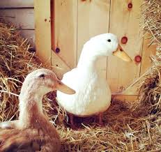 The pekin duck is the most popular breed for eating and they are the most common domestic duck. Raising Ducks For Eggs Almanac Com