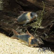 Image result for Nesaea dinteri