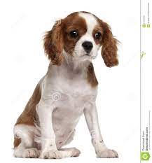 Cavalier King Charles Spaniel Puppy 3 Months King Charles Cavalier Spaniel Puppy King Charles Spaniel Cavalier King Charles
