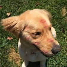 Imagem De Dog Animal And Kisses Cute Animals Pets Animals
