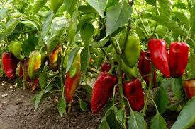 Zwei wochen sind die keimlinge schon da. Paprika Anbau Paprika Anbau Paprika Pflanzen Gemuseanbau