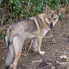 Dog Breeds Closest To Wolves