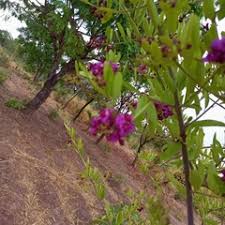 Image result for Securidaca longepedunculata