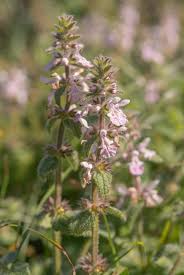 Image result for Stachys aethiopica