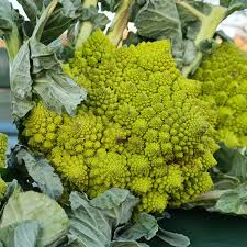 Romanesco: Jeder Kopf ein Kunstwerk | Industrieverband Agrar e. V.