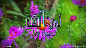 معنى اسم نور اليقين وصفات حاملة هذا الاسم nour elyaqeen in 2021 plants