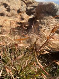 Image result for Monocymbium