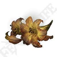 Ear leaf flower elden ring