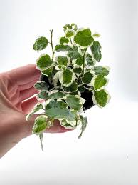 Image result for Ficus pygmaea