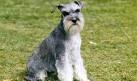 Miniature Schnauzer Dog Breed Information, Pictures ...