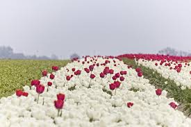 The device measures the elevation angle between the operator and measured points. Tulpe Tulpen Tulpenfeld Kostenloses Foto Auf Pixabay