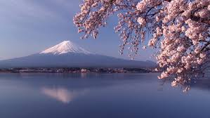Mt Fuji With Beautiful Cherry Blossom Stock Footage Video 100 Royalty Free 14673928 Shutterstock