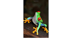 This list ranks the best songs with frog in the name, regardless of genre. Tree Frog Journal Daily Red Eyed Tree Frog Daily Journal Lined Blank 6 X 9 200 Page Notebook Zucker Tina M 9781723394027 Amazon Com Books
