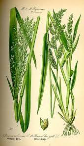 Image result for Panicum carneovaginatum