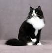 Black Ragdoll Cat - (The truth about these beautiful cats)