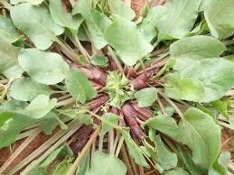 Image result for Rumex ruwenzoriensis