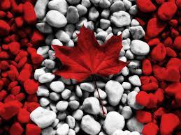 All our hd quality images on our site are free for download and use and we hope you enjoy our collection. Canada Day Wallpaper Hd Collection Pixelstalk Net