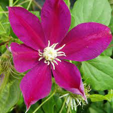 Check spelling or type a new query. Clematis Ernest Markham Native Plants