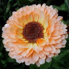 Pin On Birthday Flowers