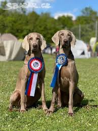 Image result for výmarský krátkosrstý ohař