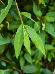 Image result for Microstegium fasciculatum