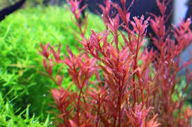 Image result for Rotala submersa