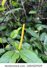 Image result for Piperaceae