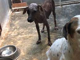 These 2 dogs got abandoned by... - SOS el Arca Animal Rescue | Facebook