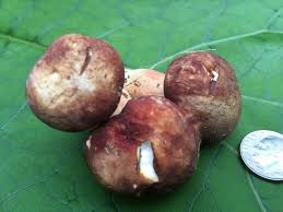 Image result for Xanthoconium sp.