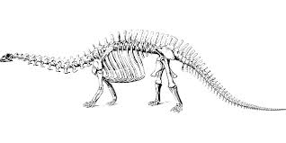 Free Image On Pixabay Dinosaur Fossil Paleontology Dinosaur Paleontology Fossil