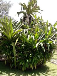 Image result for Pandanus
