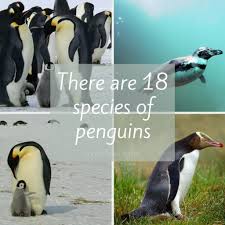 Eggs morphometric measurements were diameter and weight. World Penguin Day 2021 Eventlas