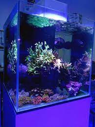 Iqbal aquarium beralamat di jalan swatantra ii no 44 jatiasih bekasi. Reef Eden Aquarium Home Facebook