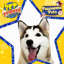 Omui st., sangkat 2, khum 1, sihanoukville branch, near central maket. Pet Express On Twitter Say Hi To Bran From Pawsome Pets Batch 2 Does Your Furbaby Have What It Takes To Be Part Of This Year S Batch Come Over To Our