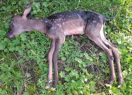 Dess skönhet, dess grace och dess respektingivande uttryck har, i kombination med dess ofta framgångsrika agerande, gett upphov till fascination, mytbildning och sägner. Jagare Fann Fullt Utvecklat Foster I Dovhind Jaktjournalen