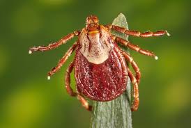 Image result for Tick Paralysis